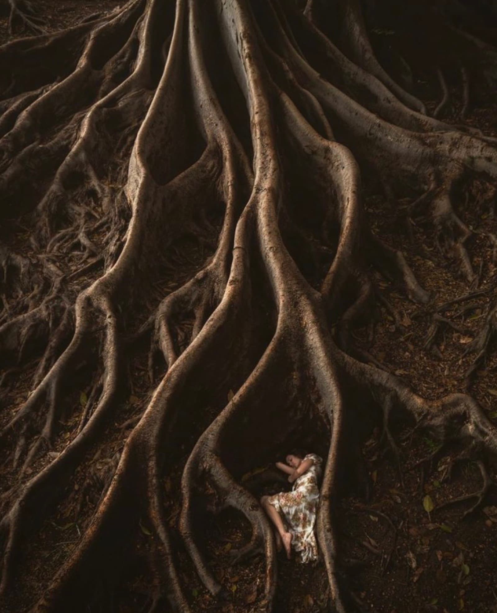 A woman resting amongst the vast roots of an ancient tree