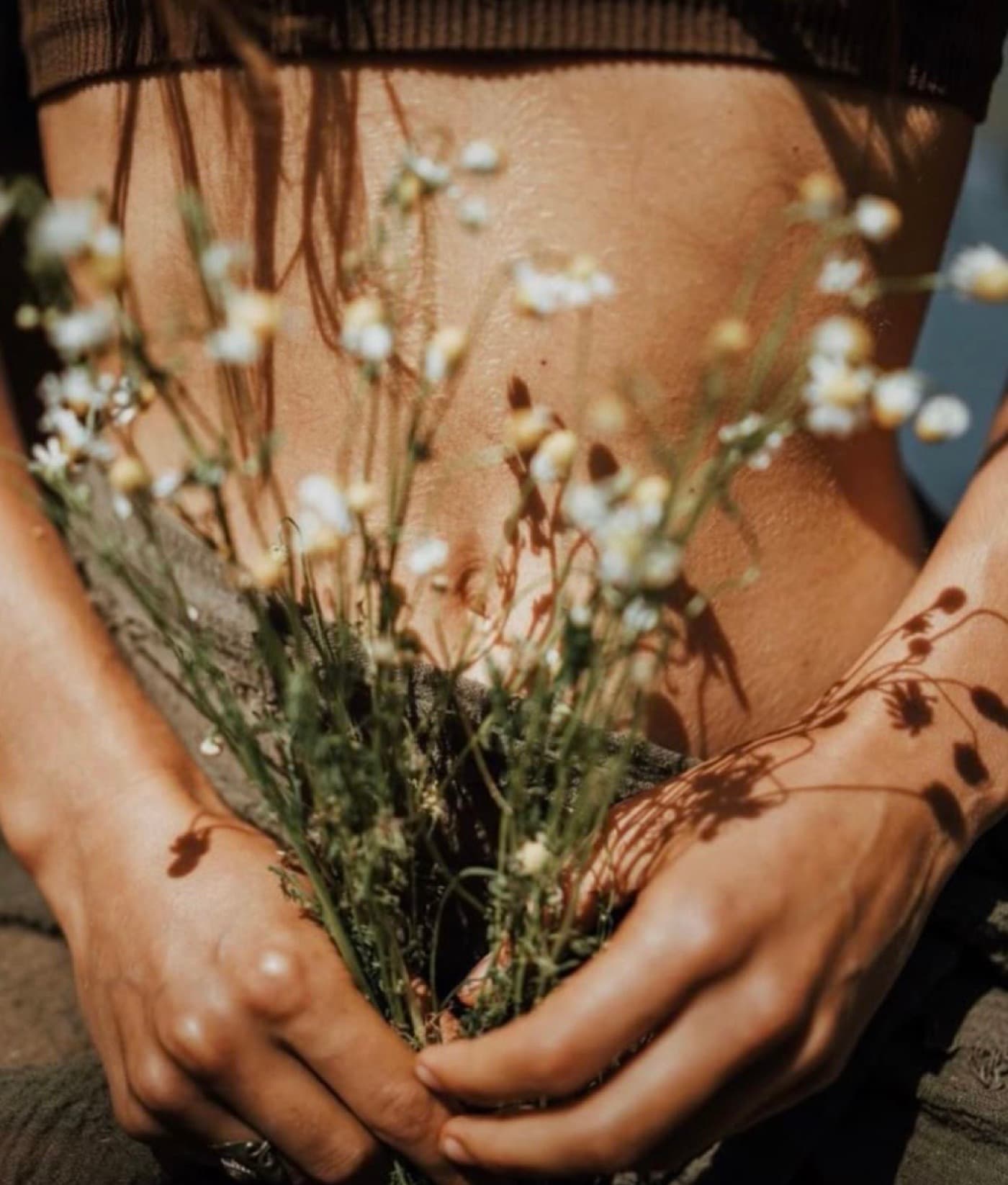 Hands holding wild chamomile against the belly